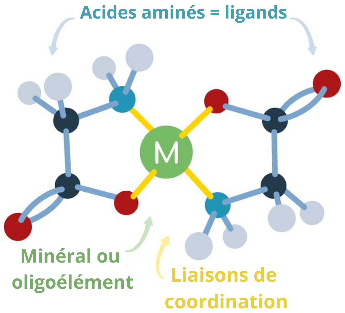 minéraux chélatés de haute qualité et ultra biodisponibles